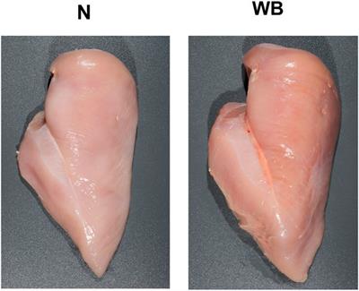 Bacterial chondronecrosis with osteomyelitis lameness in broiler chickens and its implications for welfare, meat safety, and quality: a review